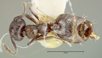 Media type: image; Entomology 20812   Aspect: habitus dorsal view